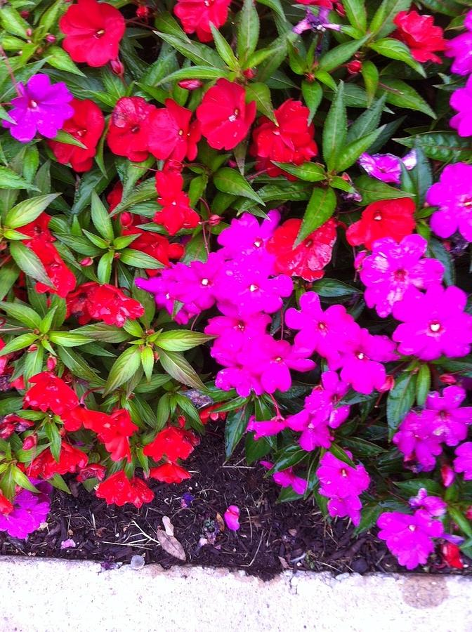 Red and Purple Flowers Photograph by Monique Lowi-Teng - Fine Art America