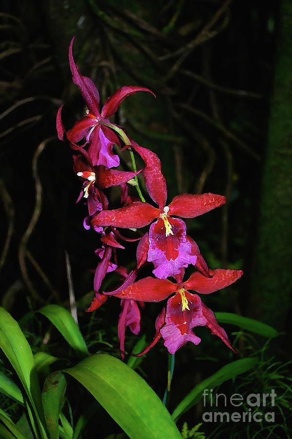 Red and Purple Orchid Spray Photograph by Bette Phelan