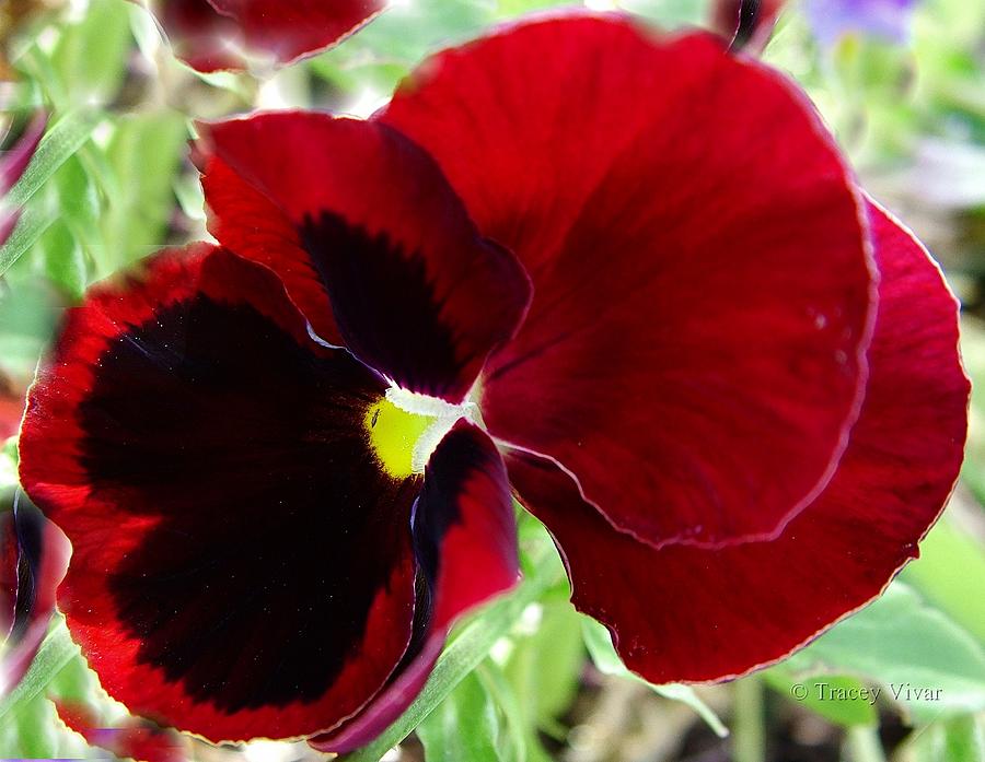 Red and Purple Pansy Photograph by Tracey Vivar