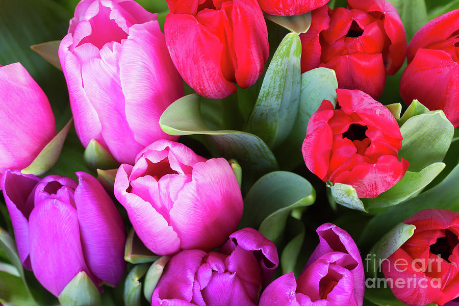 Tulips Bloom Photograph by Anastasy Yarmolovich