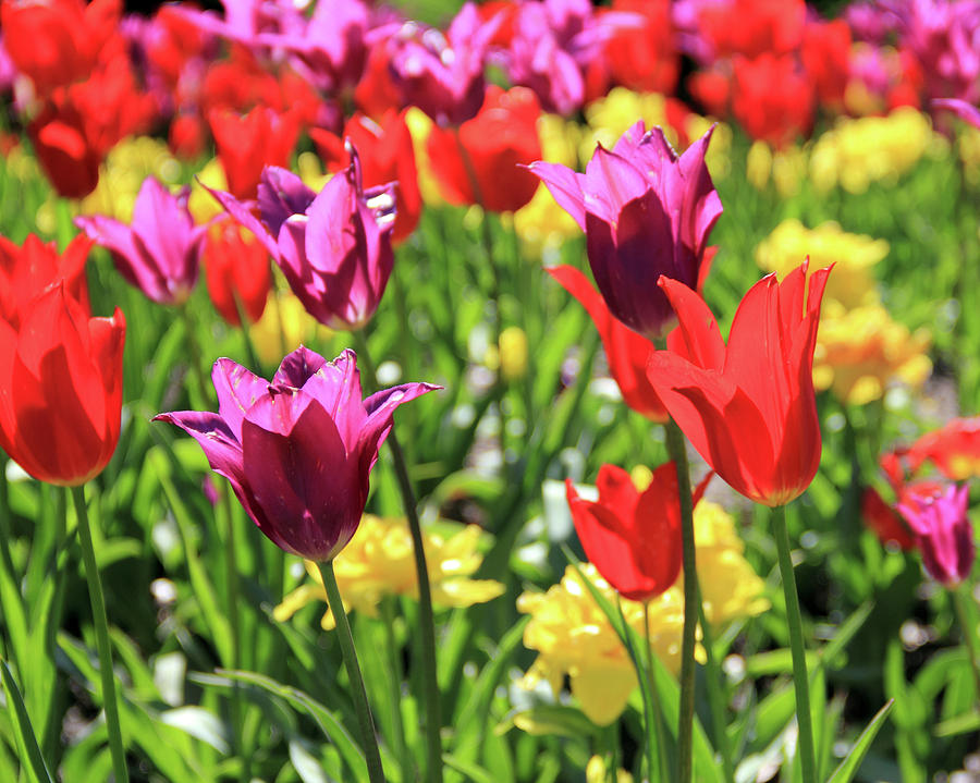 Red and Purple Tulips Photograph by Angela Murdock
