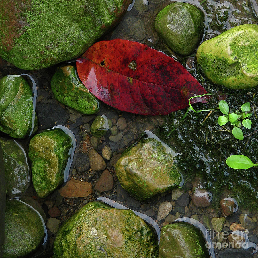 Leaf Photograph - Red and Rocks by Deborah Johnson