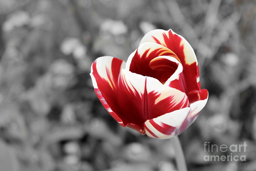 Red and vanilla tulip and monochrome Photograph by Heidi De Leeuw