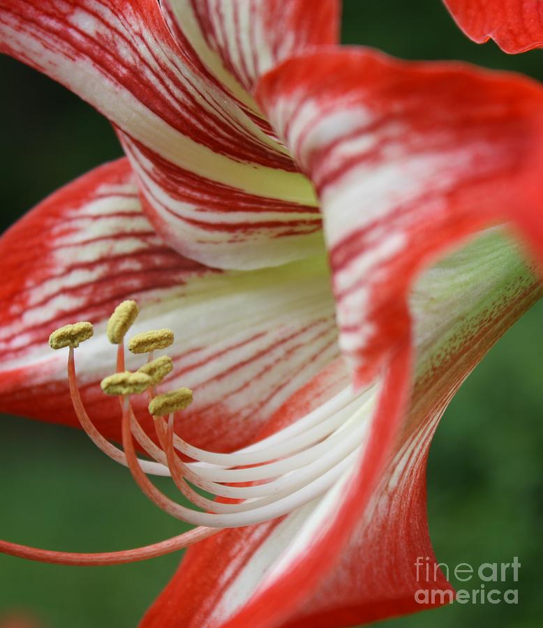 Red Photograph - Red and White Amaryllis 2 by Shannon Crawford Red Photograph - Red and White Amaryllis 2 by Shannon Crawford
