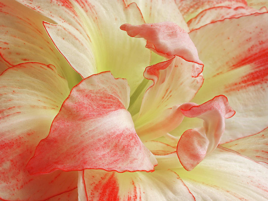 Red and White Amaryllis Abstract Horizontal Photograph by Gill Billington