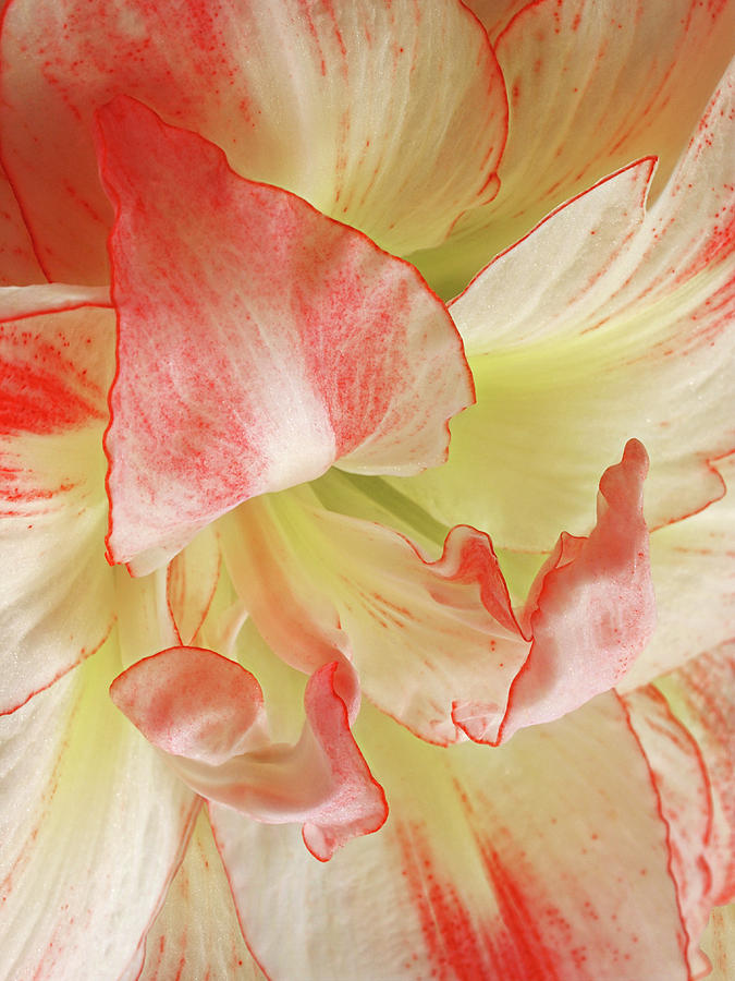 Red and White Amaryllis Petals Abstract Photograph by Gill Billington