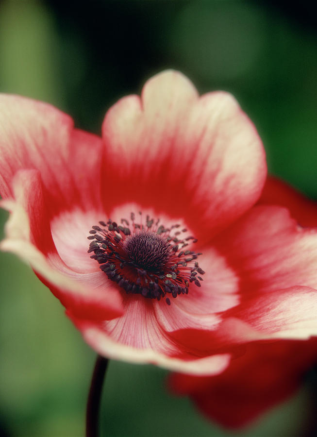 Red and White Anemone Photograph by Jim Benest