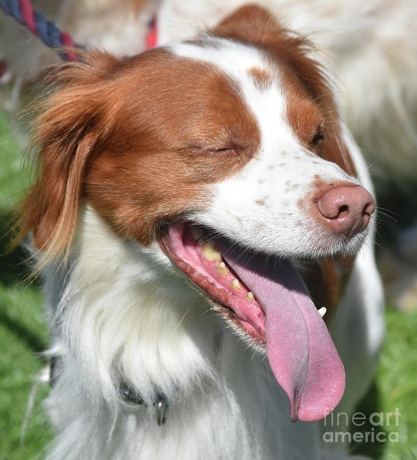 Red and White Brittany Dog with His Eyes Closed Photograph by DejaVu Designs