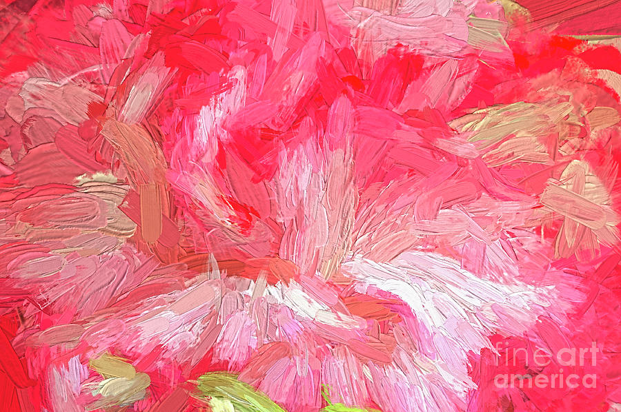 Red and White Carnation Abstract Photograph by Sharon Talson