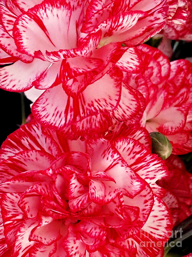 Red and White Carnations Photograph by Margaret