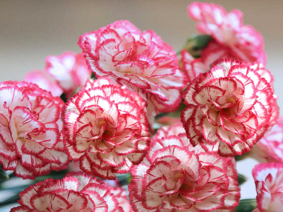 Red and White Carnations Photograph by Theresa Campbell