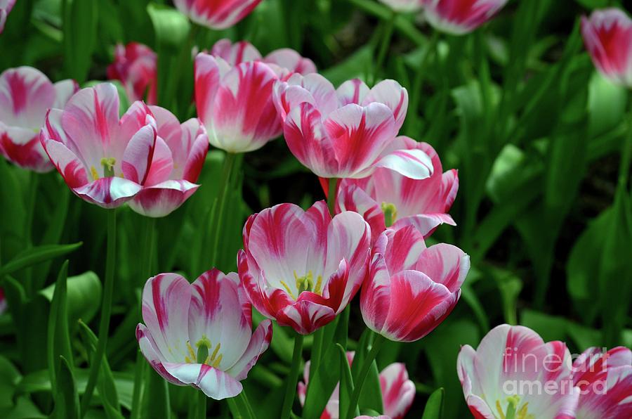 Red and white colored tulips in a sea of green Photograph by Imran Ahmed