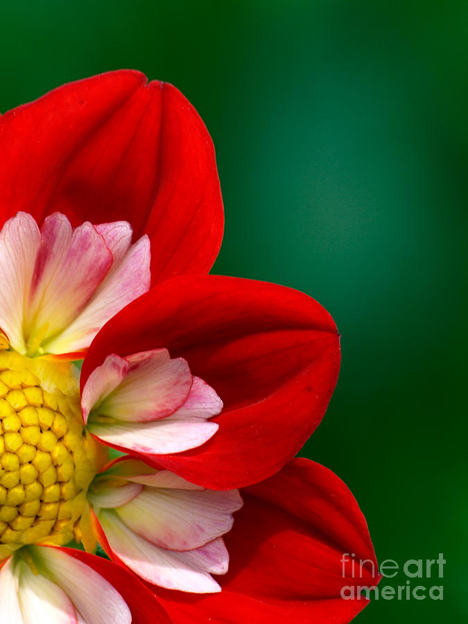 Flower Photograph - Red and White Dahlia by Bob Zuber