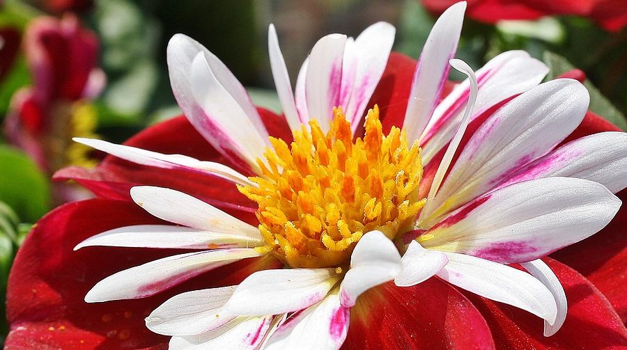 Red and White Dahlia Photograph by Bruce Bley