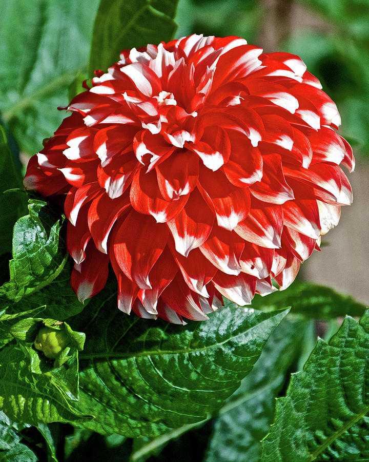 Red and White Dahlia in Golden Gate Park in San Francisco, California  Photograph by Ruth Hager