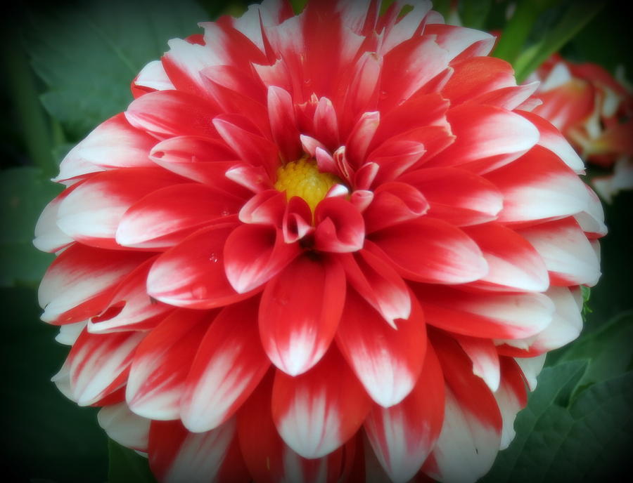 Red And White Dahlia Photograph by Kay Novy