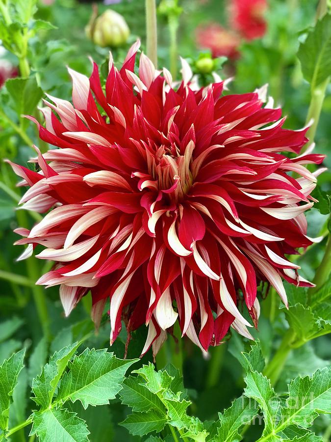 Red And White Dahlia  Photograph by Susan Garren