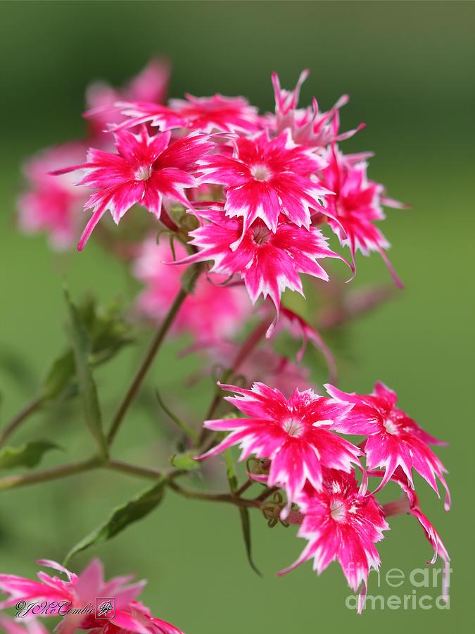 Red and White Dwarf Twinkling Beauty Phlox Photograph by J McCombie