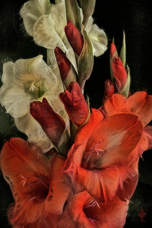 Gladiolus Red and White Floral Arrangement Digital Art by Syed Muhammad Munir ul Haq