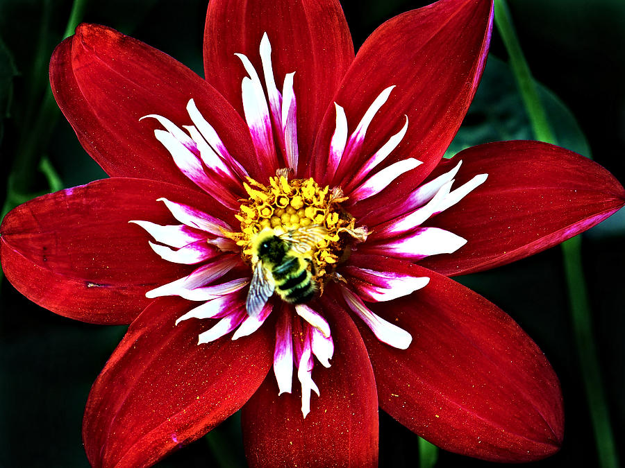 Red And White Flower With Bee Photograph