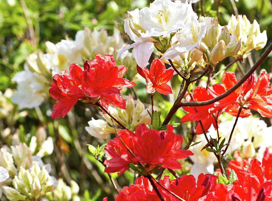 Red and white flowers Photograph by Ed James