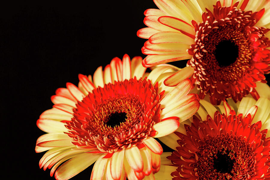 Red and White Gerbera Photograph by Cheryl Day