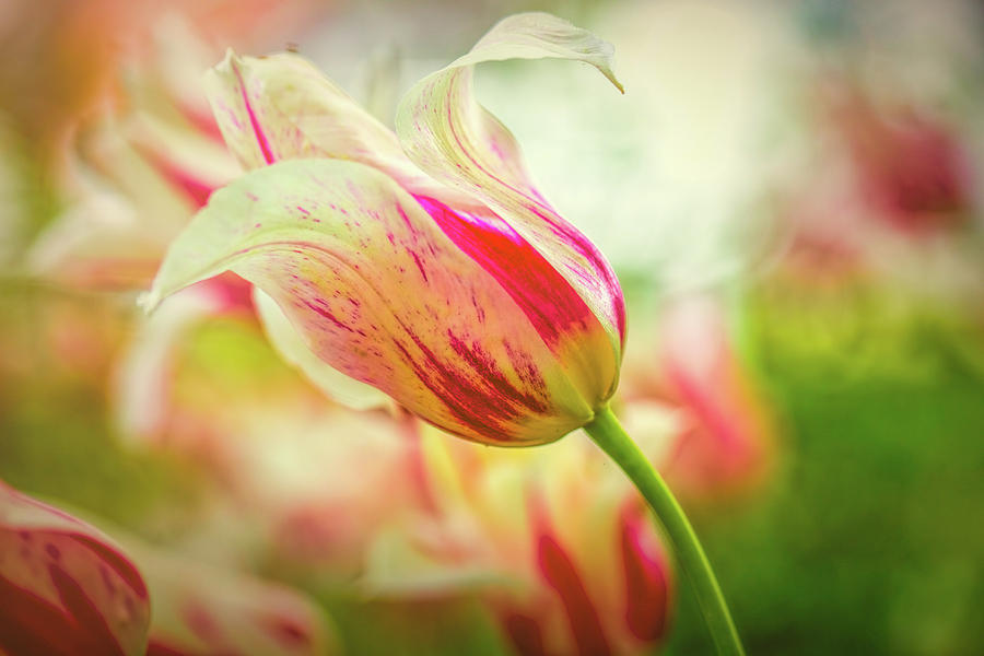 Red and white glowing tulip. Photograph by Leif Sohlman