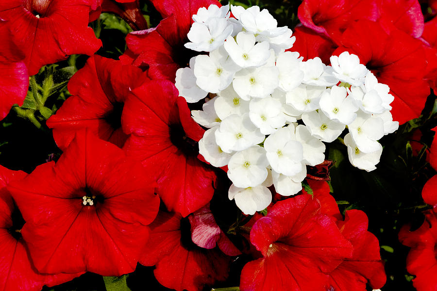 Red and White Photograph by Greg Fortier