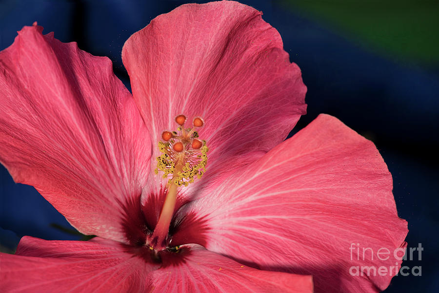 Red and White Hibiscus Photograph by Norman Gabitzsch