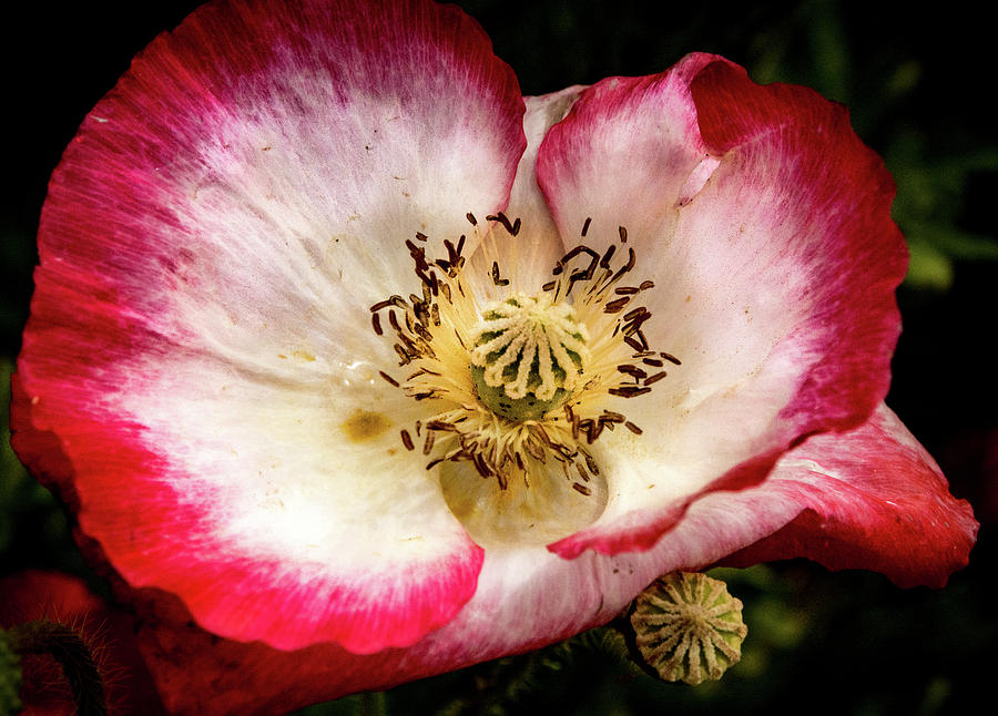 Red and White Icelandic Poppy Photograph by Jean Noren