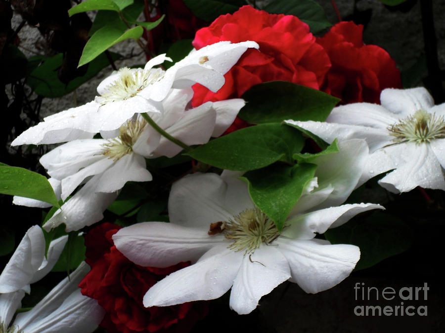 Red And White Photograph by Jasna Dragun