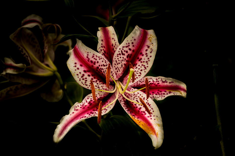 Red and White Lily Photograph by Jay Stockhaus