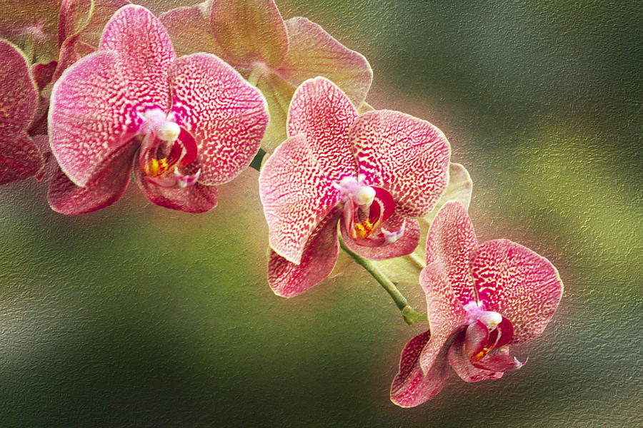 Red and White Orchids on a Stem Photograph by Carol Senske