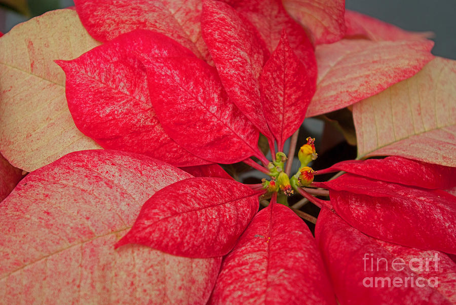 Christmas Photograph - Red And White Poinsettia by Rich Walter