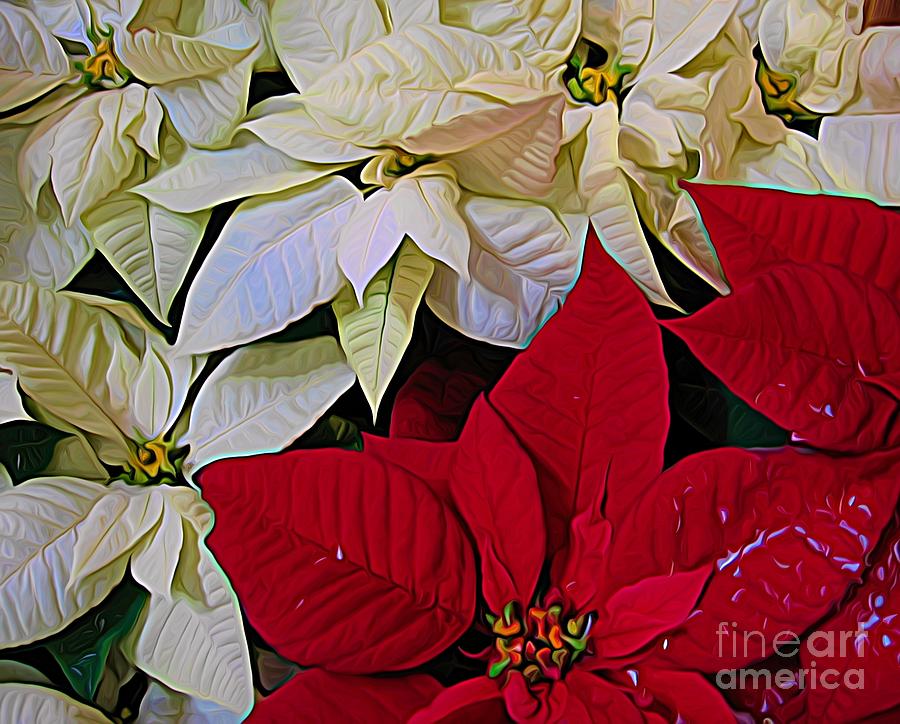 Flower Photograph - Red and White Poinsettias Flowers Expressionist Effect by Rose Santuci-Sofranko