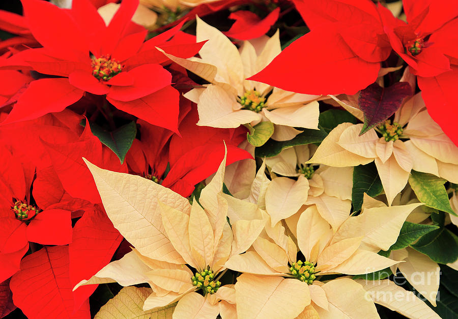 Red And White Poinsettias For Christmas Photograph