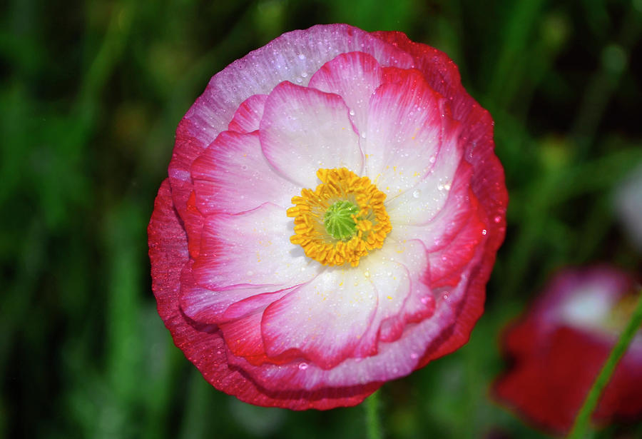 Red And White Poppy 25 Photograph by George Bostian