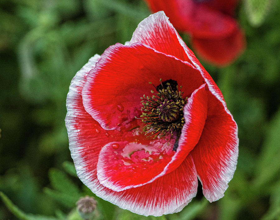 red and White Poppy Photograph
