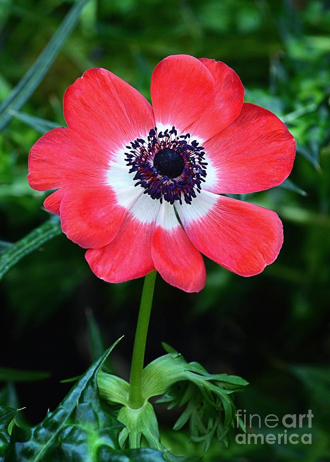 Red and White Poppy Photograph by Sharon Woerner