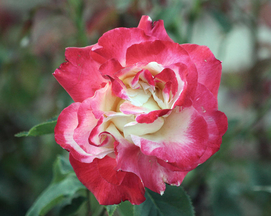 Red and White Rose Photograph by Captain Debbie Ritter Red and White Rose Photograph by Captain Debbie Ritter