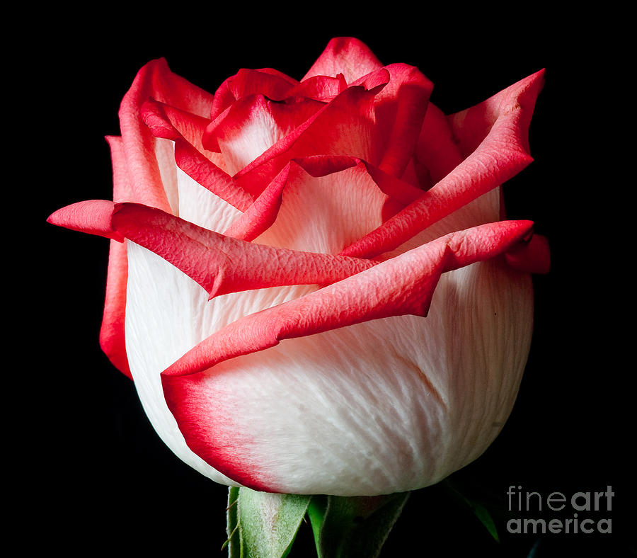 Red and white rose Photograph by Colin Rayner