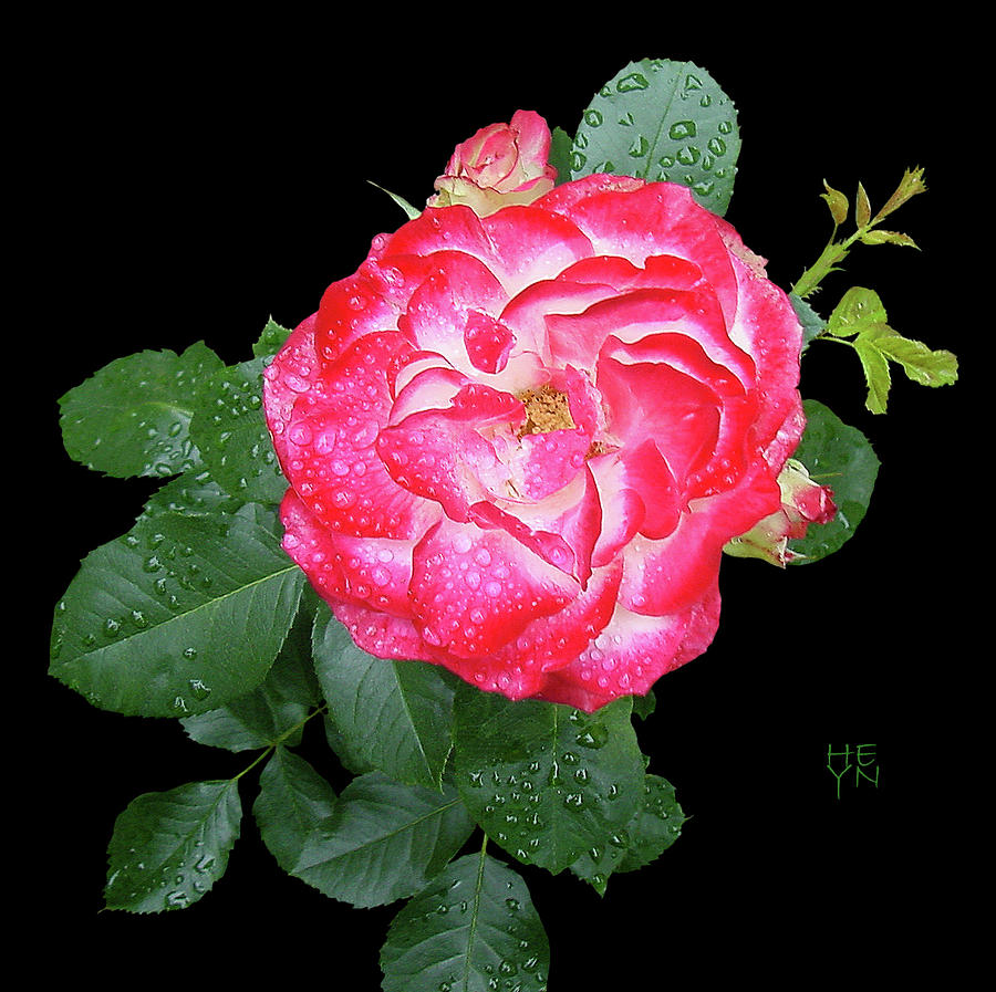 Red and White Rose in Rain Photograph by Shirley Heyn