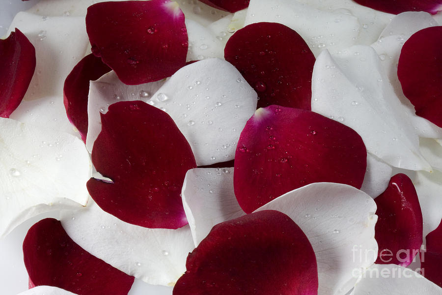 Red And White Rose Petals Photograph by Marek Uliasz