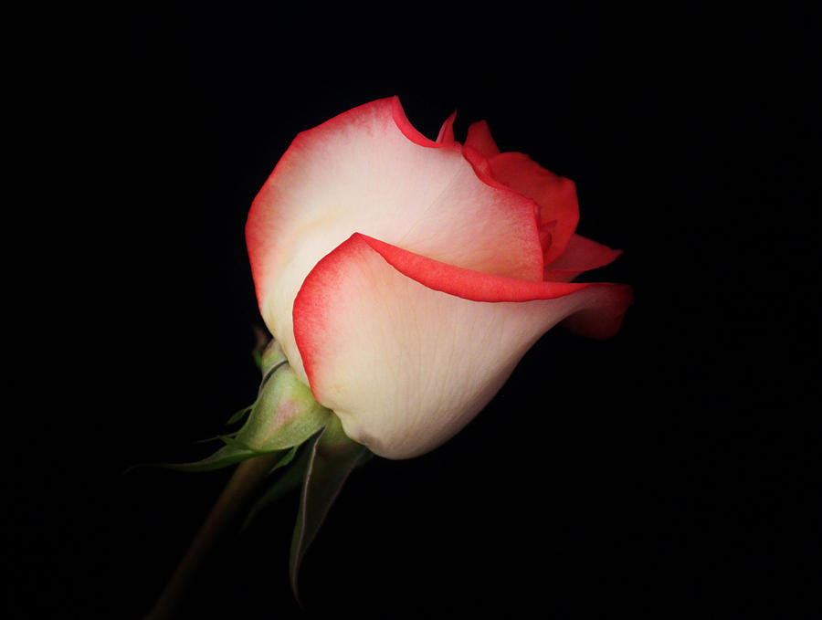 Flower Photograph - Red and White Rosebud by Carol Welsh