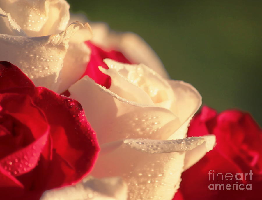 Nature Photograph - Red and White Roses by Erica Hanel