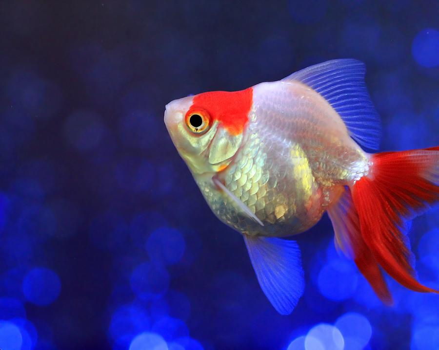 Red and White Ryukin Goldfish Photograph by Angela Murdock