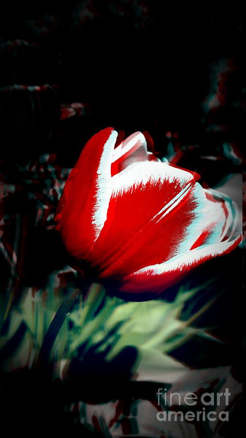 Red and white tulip  Photograph by Angela Gorath