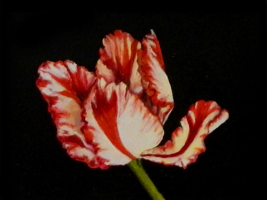 Red and White Tulip Painting by Sandra Nardone