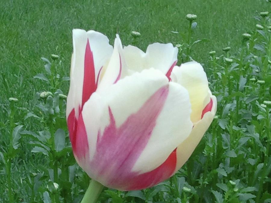 Red And White Tulip Photograph by Tim Donovan