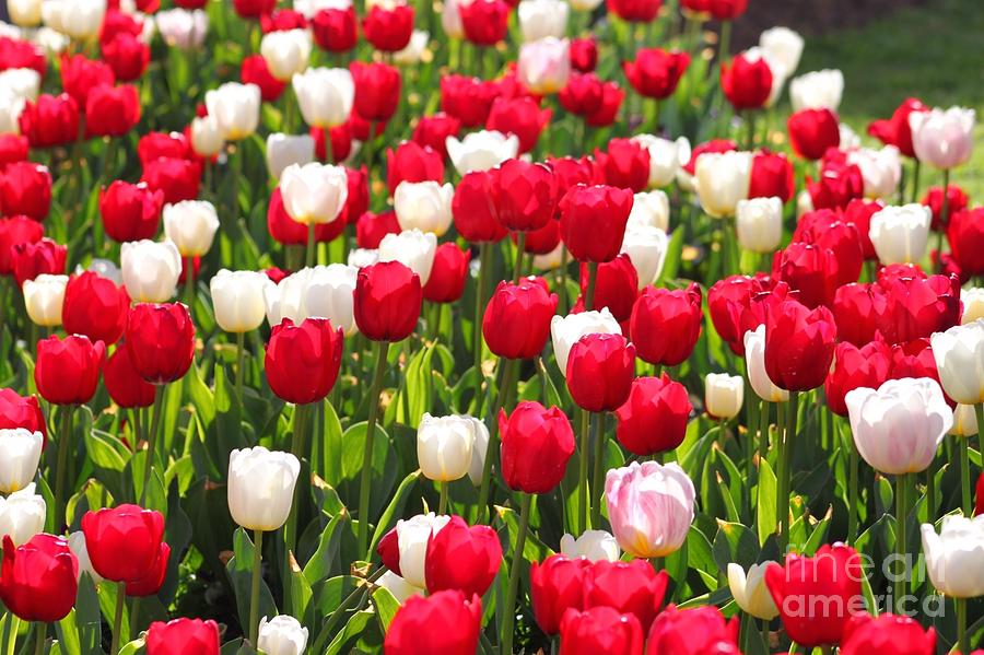 Red and White Tulips Photograph by Bev Conover
